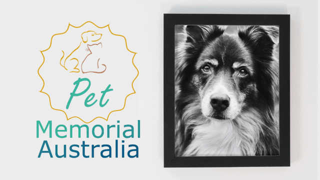 Pet Memorial Australia offers exceptional, personalized pet cremation services in Sydney that focus on dignity, transparency, and emotional support.